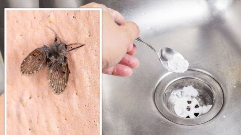 Tác hại của ruồi cống đối với đời sống