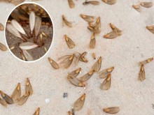Mẹo Phân Biệt Mối Cánh Và Kiến Cánh Nhanh