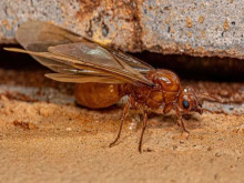 Diệt mối nền móng hiệu quả