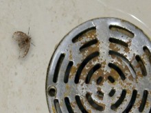 Tác Hại Của Ruồi Cống Có Thể Bạn Chưa Biết