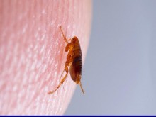 Bọ Chét Có Nguy Hiểm Không? 